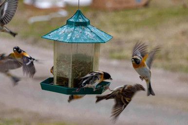 bully birds on feeder