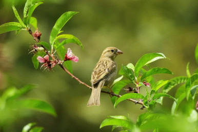 image of bird in garden