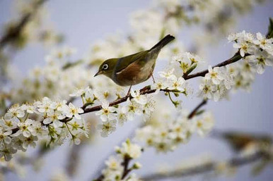 image of bird on branch