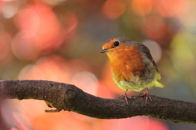 Robin bird in autumn