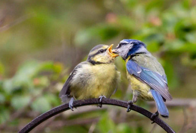 a blue tit feeding its fledgling bird