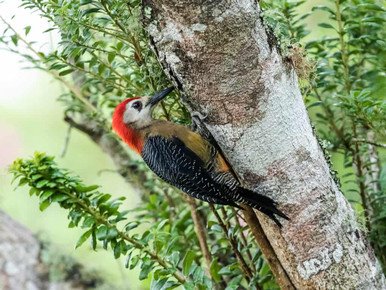 image shows a jamaican woodpecker on a branch 