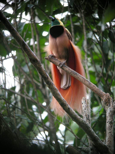 Image shows a Raggaina. The national bird of costa rica on world tourism day. 
