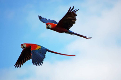 image shows two scarlet macaws in flight