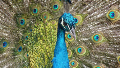 image shows a peacock 