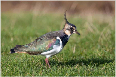 lapwing bird