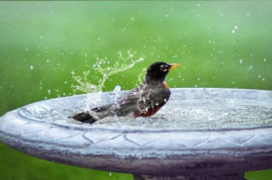 blackbird in bird bath