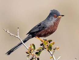 This image has an empty alt attribute; its file name is Dartford-warbler-2.jpg