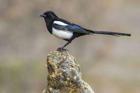 This image has an empty alt attribute; its file name is magpie-1.jpg