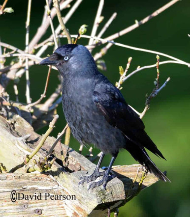 jackdaw bird