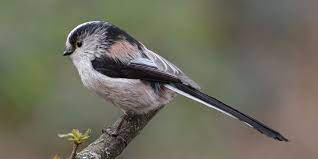 This image has an empty alt attribute; its file name is long-tailed-tit-1.jpg