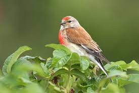 This image has an empty alt attribute; its file name is linnet-1.jpg