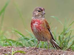 This image has an empty alt attribute; its file name is Linnet-3.jpg