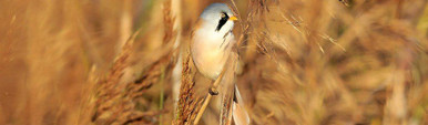 bearded tit