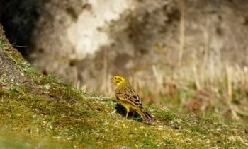 yellowhammer bird