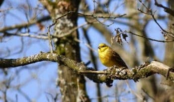 yellow hammer bird images