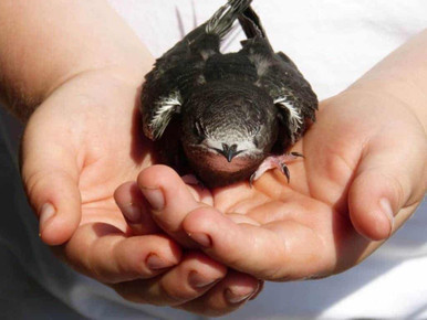 common swift uk