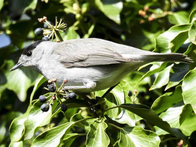 male blackcap guide