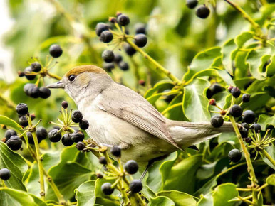 female blackcap