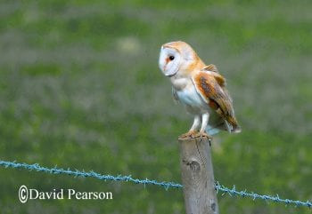 barn owl resting