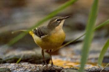 grey wagtail