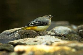 grey wagtail bird