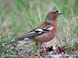 chaffinch bird