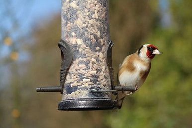 GoldFinch and Bird Feeder