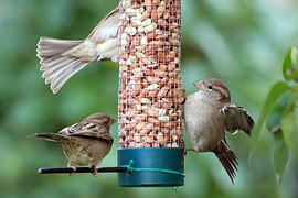 Bird Feeder