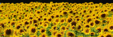 sunflower hearts for bird food