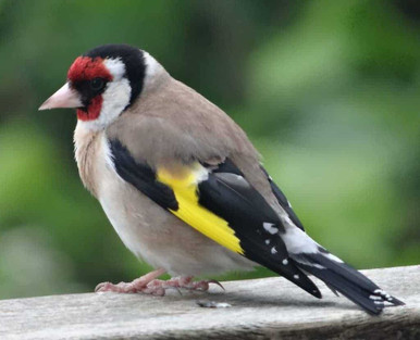 Gold finch