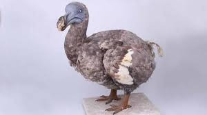 This image has an empty alt attribute; its file name is dodo-2.jpg