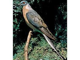 This image has an empty alt attribute; its file name is passenger-pigeon-1.jpg