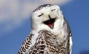 This image has an empty alt attribute; its file name is laughing-owl-1.jpg