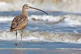 This image has an empty alt attribute; its file name is eskimo-curlew-1.jpg