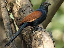 This image has an empty alt attribute; its file name is coucal-1.jpg