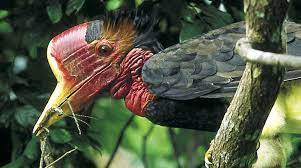 This image has an empty alt attribute; its file name is helmeted-hornbill-1.jpg