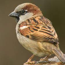 This image has an empty alt attribute; its file name is house-sparrow-3.jpg