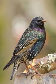 This image has an empty alt attribute; its file name is starling-2.jpg