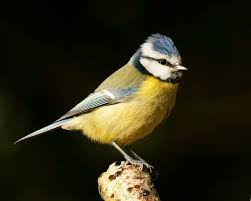 This image has an empty alt attribute; its file name is blue-tit.jpg