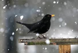 This image has an empty alt attribute; its file name is blackbird-2.jpg