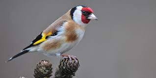 This image has an empty alt attribute; its file name is goldfinch-2.jpg