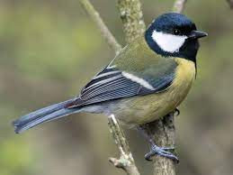 This image has an empty alt attribute; its file name is great-tit-2.jpg