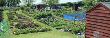 This image has an empty alt attribute; its file name is allotment.jpg