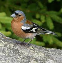 This image has an empty alt attribute; its file name is Chaffinch-2.jpg