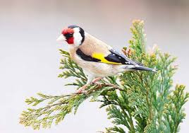 This image has an empty alt attribute; its file name is Goldfinch-1.jpg