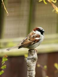 This image has an empty alt attribute; its file name is house-sparrow-1.jpg