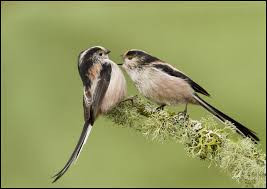 This image has an empty alt attribute; its file name is long-tailed-tit-2.jpg