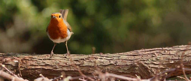 bird watching robin