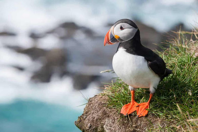 Puffin, seabird, nature